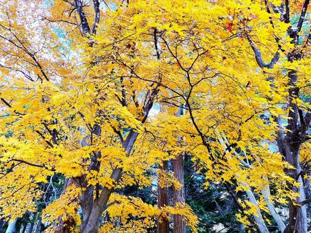 黄色に色づくモミジ 秋,もみじ,黄葉の写真素材