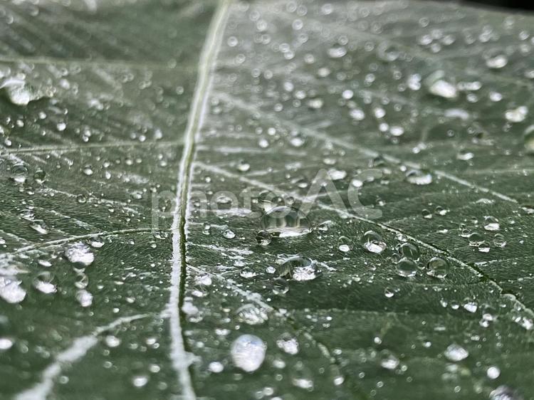 はっぱの上の雨粒 五月雨,雨模様,雨粒の写真素材