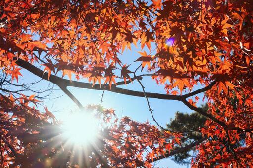 紅葉の窓から覗く青空 青空,空,晴れの写真素材