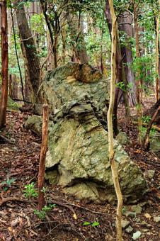 Photo, natural, landscape, forest, 