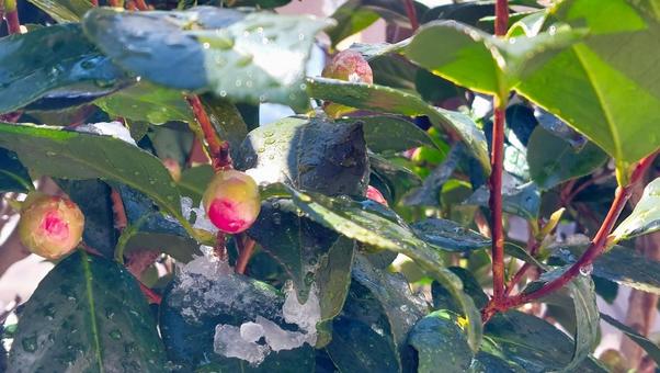 雪の積もった椿の花 雪の積もった椿の花の写真