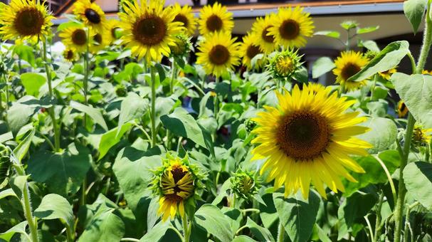 夏を抱きしめる花畑 ひまわり,洲原ひまわりの里,黄金色の花畑の写真素材