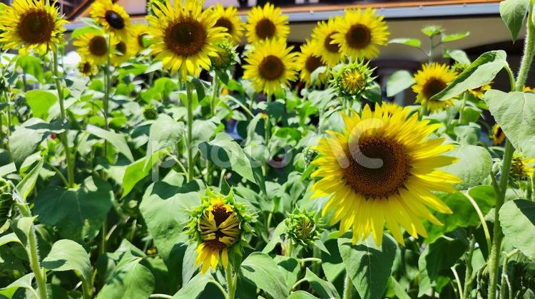 夏を抱きしめる花畑 ひまわり,洲原ひまわりの里,黄金色の花畑の写真素材