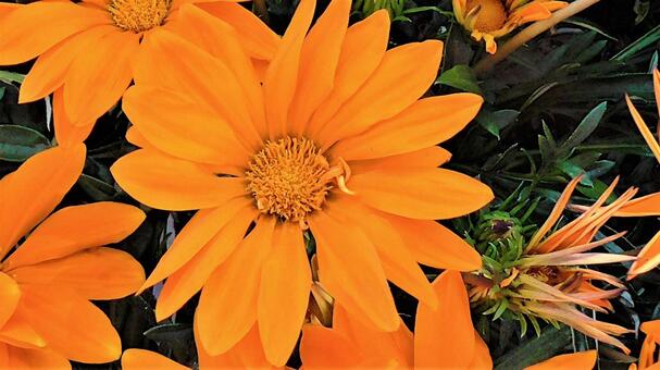 オレンジの花の写真