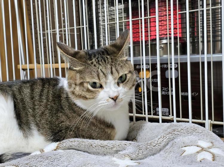 ストーブの前のいか耳猫 猫,ネコ,冬の写真素材