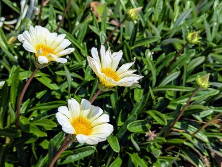 風に揺れるカザニア 風に揺れるカザニア 植物,カザニア,花の写真素材