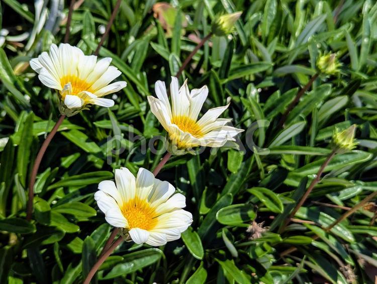 風に揺れるカザニア 植物,カザニア,花の写真素材