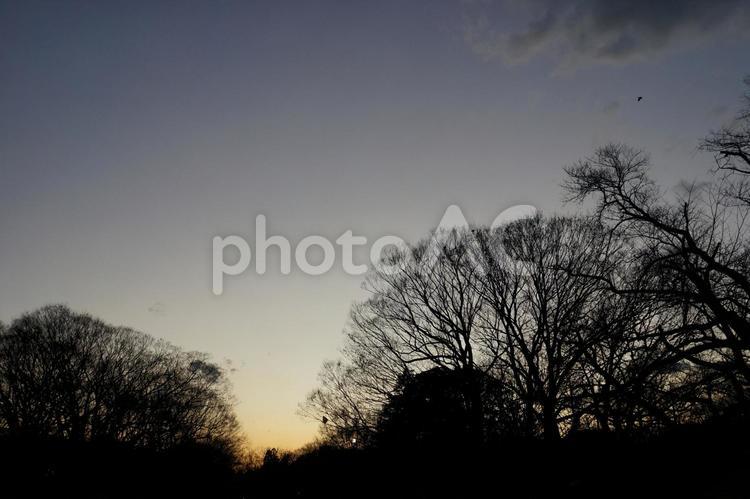 夕暮れ時の空 (砧公園) 夕暮れ,公園,景色の写真素材