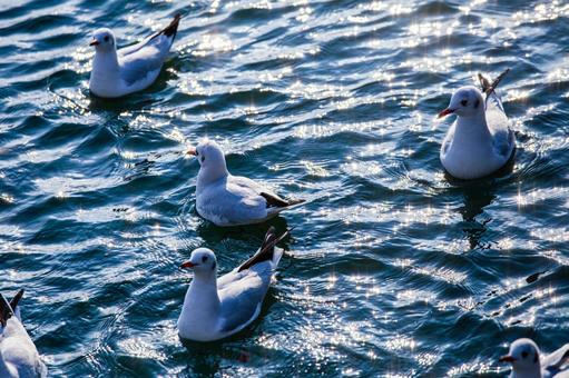 池を泳ぐカモメの群れ 池を泳ぐカモメの群れ カモメ,鴎,鷗の写真素材