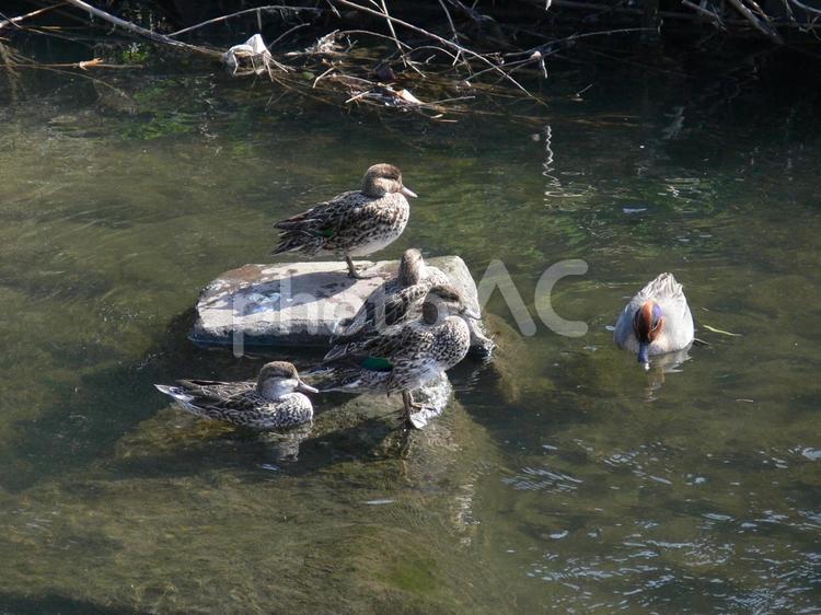 川の岩場に集まるコガモたち コガモ,鳥,野鳥の写真素材