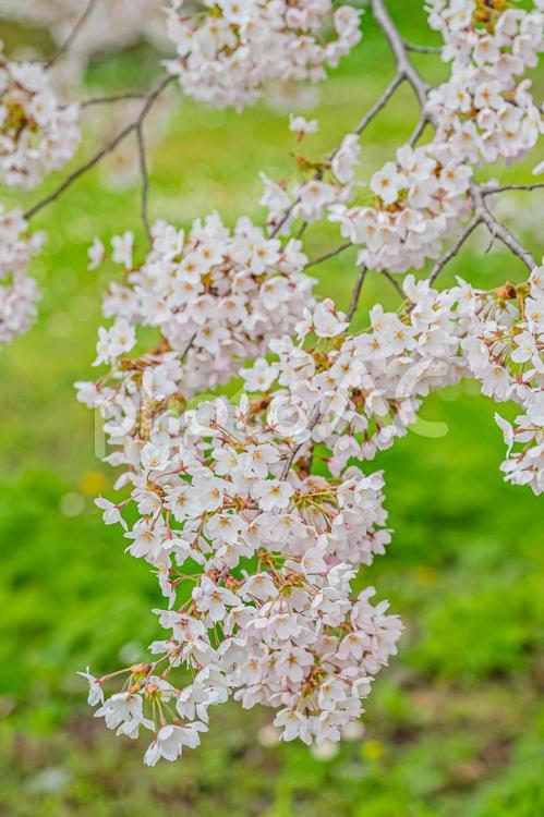 北海道　松前公園の春 北海道,hokkaido,松前公園の写真素材
