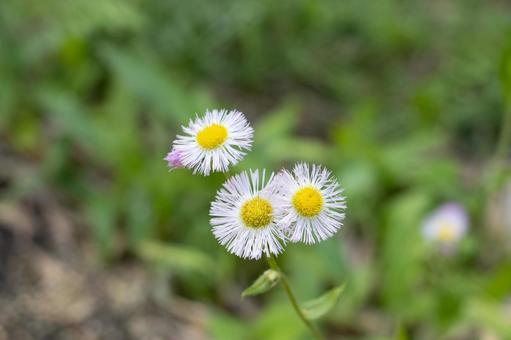 ヒメジョオンの写真