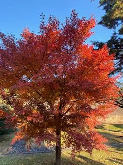 紅葉の木 紅葉の木の写真