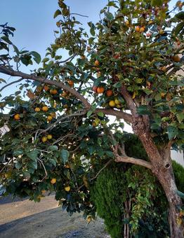 柿の木 柿の木,柿,秋の写真素材