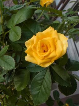 バラの花 バラの花の写真