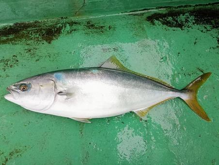 釣ったイナダ 釣ったイナダ イナダ,ブリ,魚の写真素材