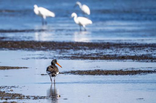 ミヤコドリ(29) 鳥,ミヤコドリ,鳥類の写真素材
