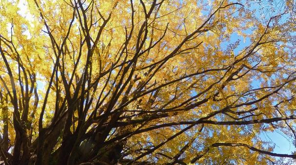 田辺市中辺路・宝泉寺のイチョウ 宝泉寺,中辺路,田辺市の写真素材