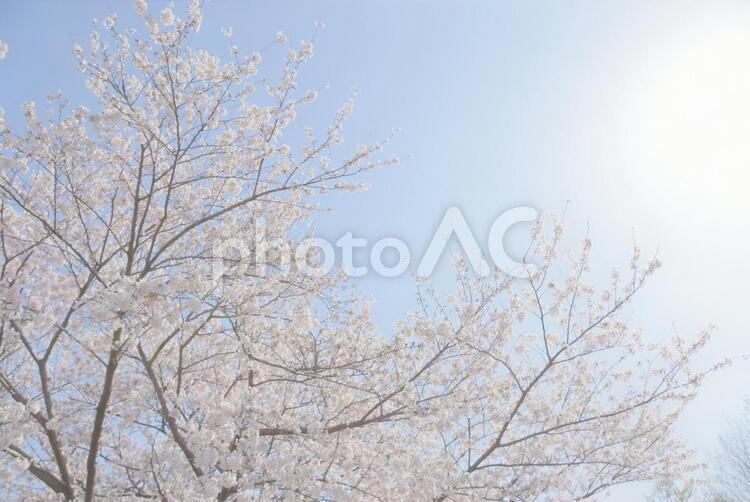 ふんわり桜 ふんわり桜 桜,春,花の写真素材