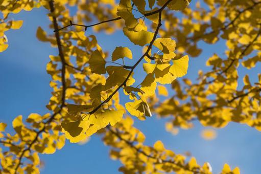 紅葉したイチョウの葉の写真