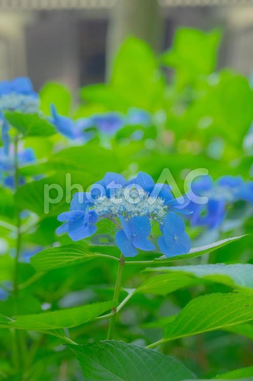 長谷寺のアジサイ アジサイ,青,初夏の写真素材