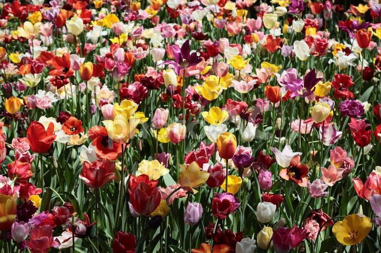 色とりどりのチューリップ#7 チューリップ,ちゅーりっぷ,花の写真素材