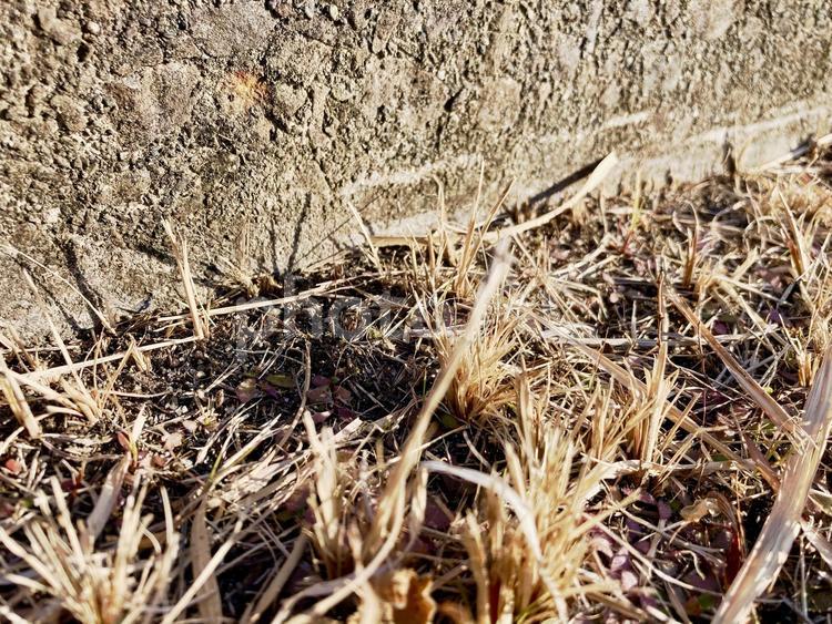 枯れ草とブロック 枯れ草,ブロック,茶色の写真素材