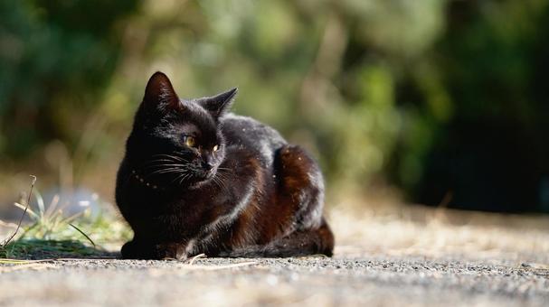 Black cat on the roadside, JPG Black cat on the roadside, JPG