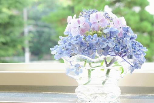 あじさい hydrangea あじさい hydrangeaの写真