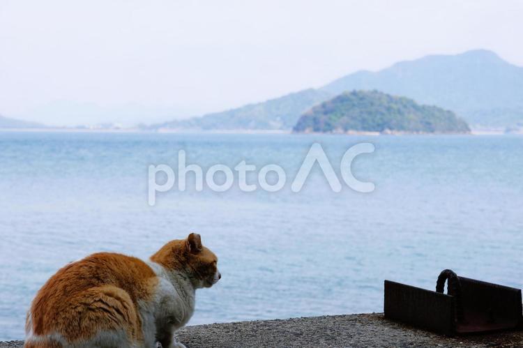 ５月中旬の志々島の防波堤のネコ ネコ,防波堤,海の写真素材