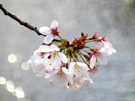 住宅地の水路上に咲いたソメイヨシノ 住宅地の水路上に咲いたソメイヨシノ 桜,花,ソメイヨシノの写真素材