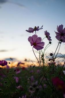 コスモスのシルエット コスモス,花弁,花の写真素材