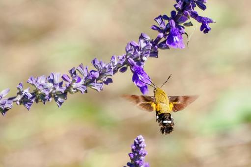 ヒメクロホウジャク(62) 蛾,虫,ヒメクロホウジャクの写真素材