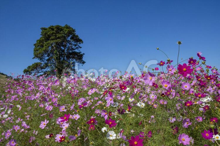 コスモスの花畑　鹿児島県　上場高原 コスモス,秋桜,花の写真素材