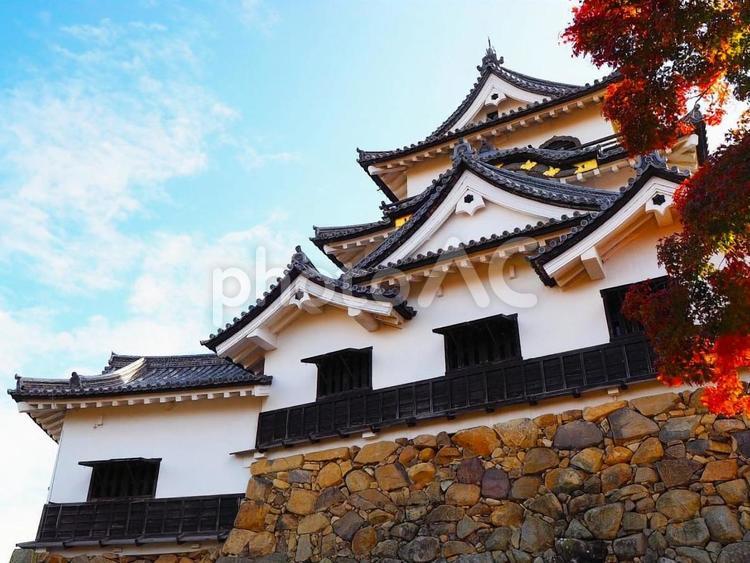 彦根城　天守閣と紅葉 彦根城,天守閣,現存天守の写真素材