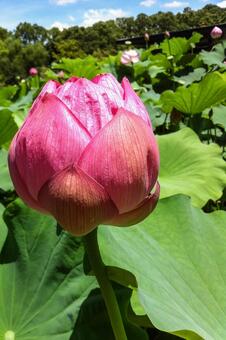 鮮やかなピンクの蓮のつぼみと夏空 蓮,ハス,蓮のつぼみの写真素材