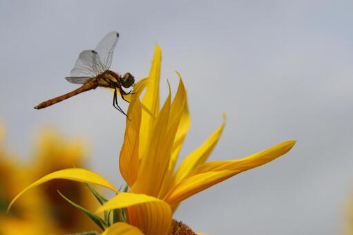 Photo, texture, background, dragonfly, 