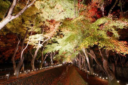 もみじ回廊 もみじ回廊,紅葉,もみじの写真素材