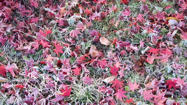 真っ白な霜が降りた11月の河口湖畔 霜,秋,初冬の写真素材