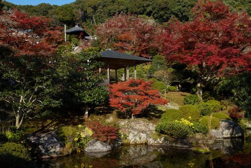 三室戸寺の紅葉 11月,秋,紅葉の写真素材