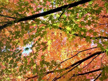 秋色に染まりゆくイロハモミジ 03 錦秋,紅葉,イロハモミジの写真素材