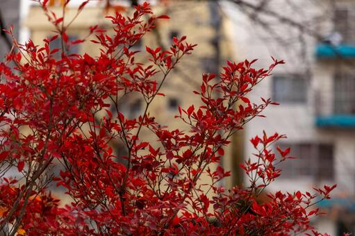 紅葉 紅葉,秋,赤の写真素材