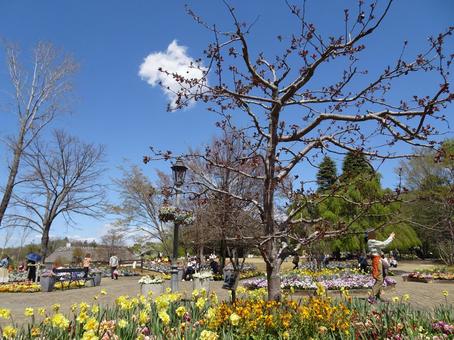 Photo, এপ্রিল, funabashi অ্যান্ডারসনকে পার্ক, ফানাবাশি সিটি, চিবা প্রিফেকচার, 