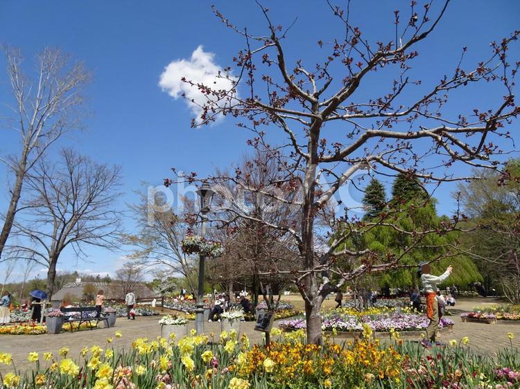四月のアンデルセン公園-106 四月,ふなばしアンデルセン公園,千葉県船橋市の写真素材