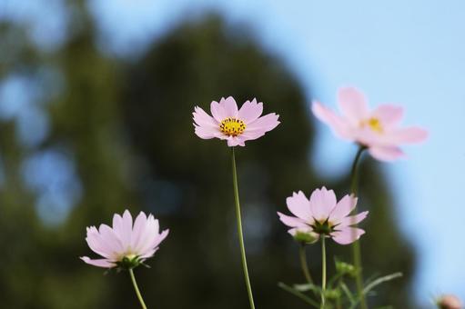 コスモス４２ コスモス,秋,かわいいの写真素材