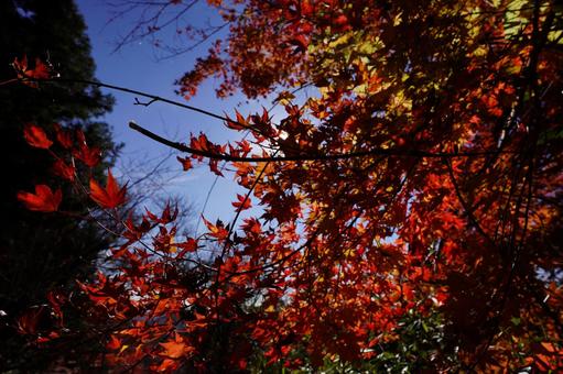 紅葉と空 紅葉と空の写真