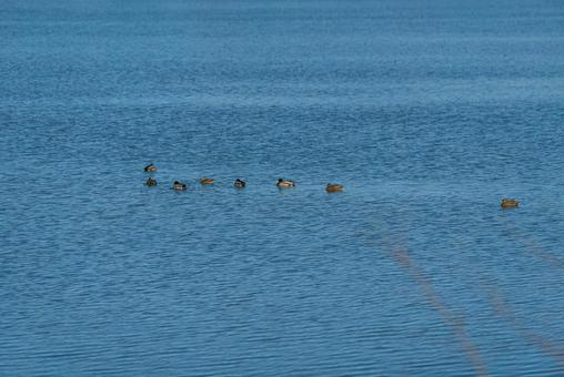 池を優雅に泳ぐ鴨たち マガモ,カルガモ,オナガガモの写真素材