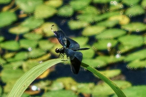 A butterfly dragonfly fluttering in the Kashihara Marsh, JPG