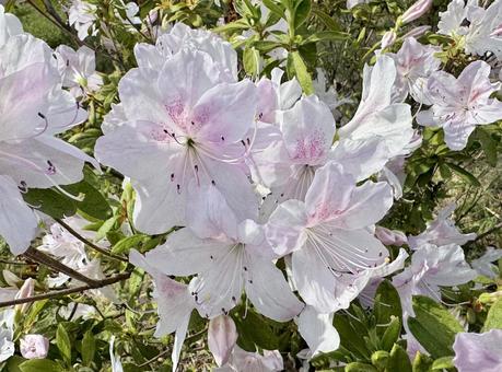 Pale pink azalea, JPG