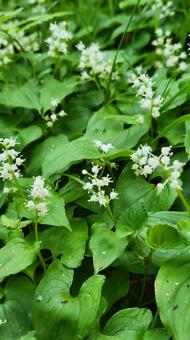 花 花 舞鶴草,白い花,満開の写真素材